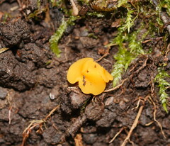 Phaeohelotium baileyanum