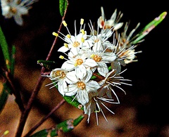 Phebalium squamulosum
