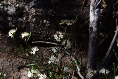 Phebalium squamulosum