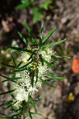 Phebalium squamulosum