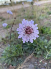 Scabiosa columbaria