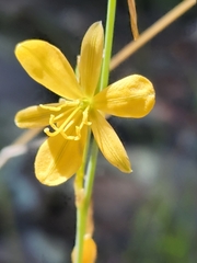 Echeandia flavescens