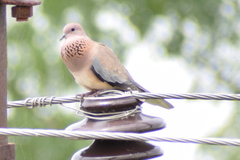 Streptopelia senegalensis