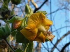 Abutilon auritum