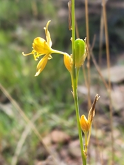 Echeandia flavescens