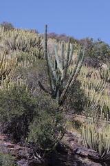 Cereus jamacaru