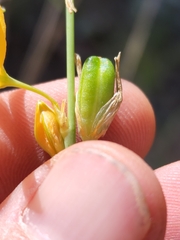 Echeandia flavescens