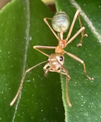 Oecophylla smaragdina