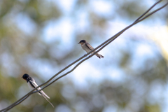 Hirundo tahitica