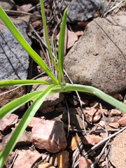 Echeandia flavescens
