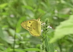 Colias poliographus