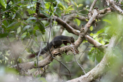 Callosciurus notatus