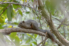 Callosciurus notatus