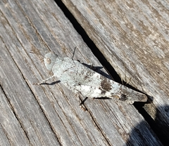 Oedipoda germanica
