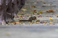 Callosciurus notatus