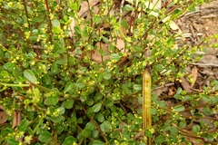 Phyllanthus hirtellus