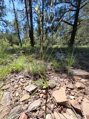 Echeandia flavescens