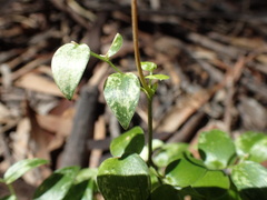 Puccinia myrsiphylli