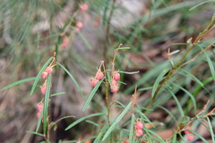 Lasiopetalum rufum
