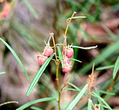 Lasiopetalum rufum