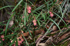 Lasiopetalum rufum