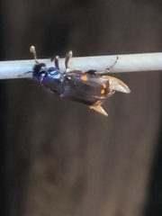 Nicrophorus pustulatus