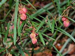 Lasiopetalum rufum