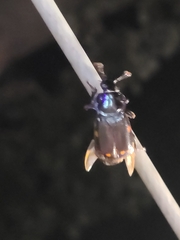 Nicrophorus pustulatus
