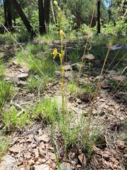 Echeandia flavescens