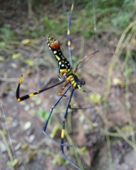 Nephila