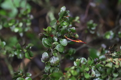 Loranthaceae