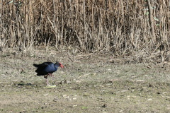 Porphyrio melanotus