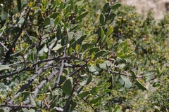 Loranthaceae