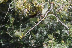 Loranthaceae