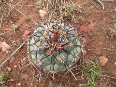 Coryphantha poselgeriana