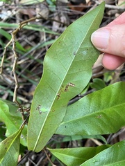 Eupomatia bennettii