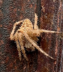 Araneus gemmoides