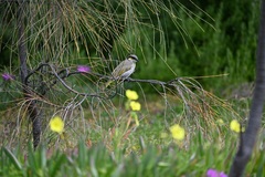 Gavicalis virescens