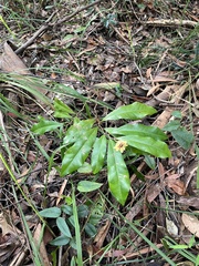 Eupomatia bennettii