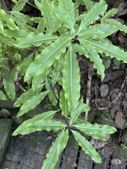 Pittosporum eugenioides