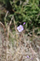 Heliophila trifurca