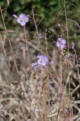 Heliophila trifurca