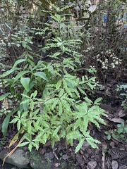 Pittosporum eugenioides