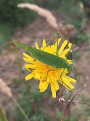 Phaneroptera falcata