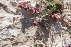 Potentilla basaltica