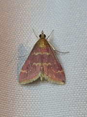Pyrausta signatalis