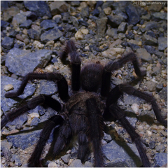 Aphonopelma