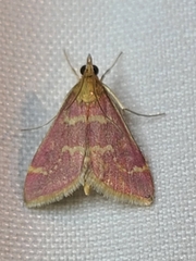 Pyrausta signatalis