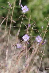 Heliophila trifurca