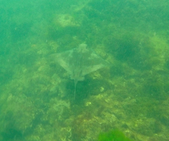 Myliobatis tenuicaudatus